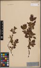 Foto von Salix decumbens J. Forbes